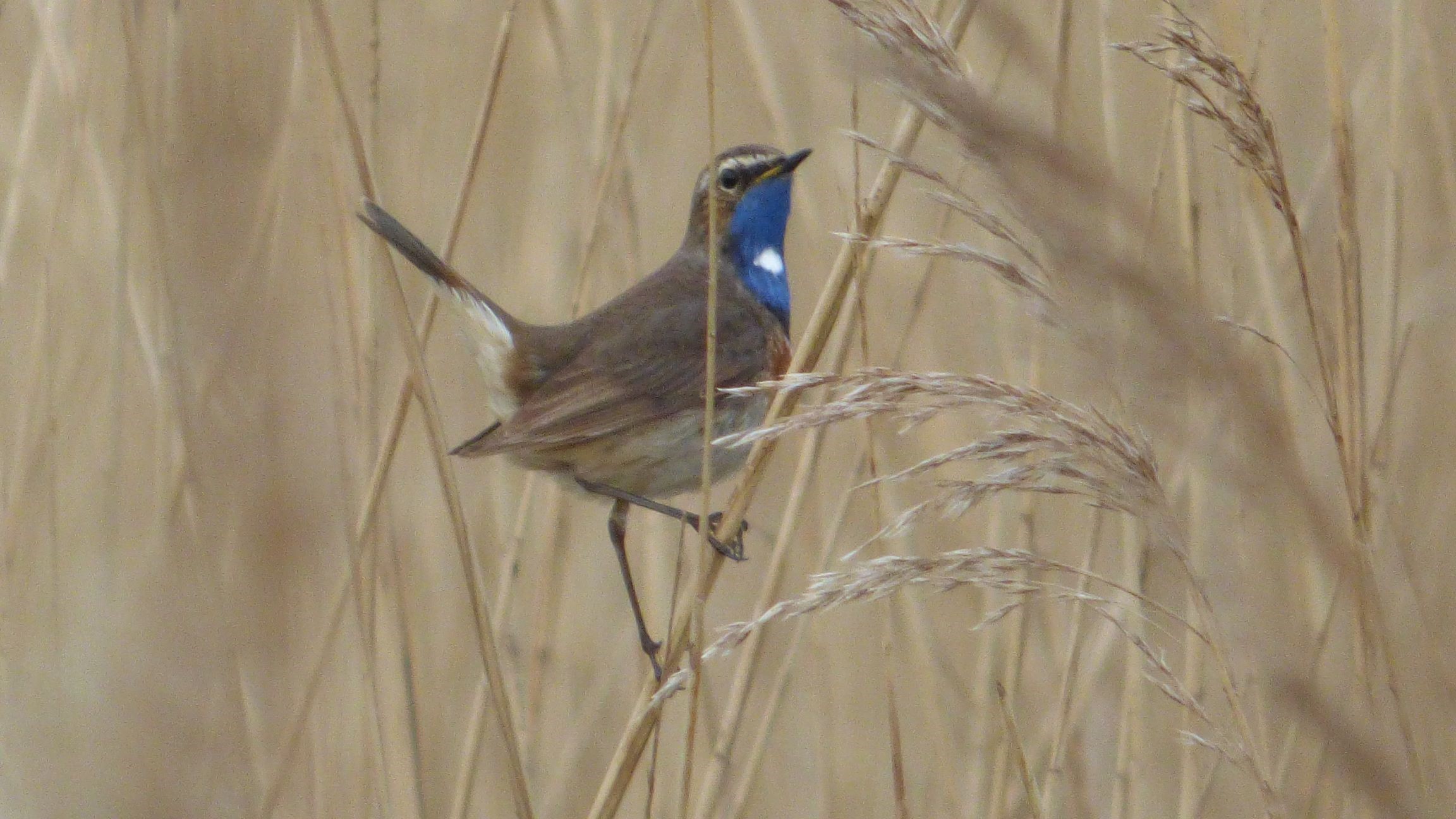 Blauwborst (Groene Jonker). Foto van Martijn Budding.